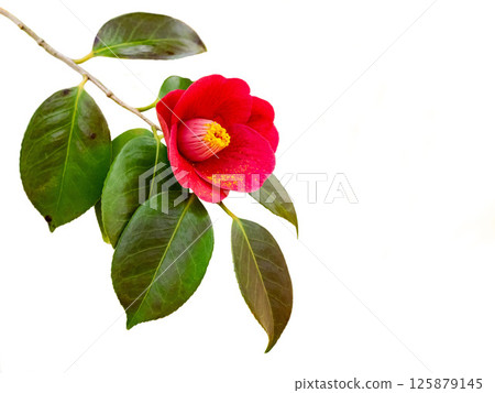 白底山茶紅花 白底山茶紅花 125879145