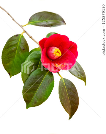 Red flower of Camellia japonica in white background 125879150
