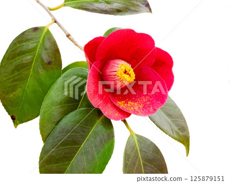 白底山茶紅花 白底山茶紅花 125879151