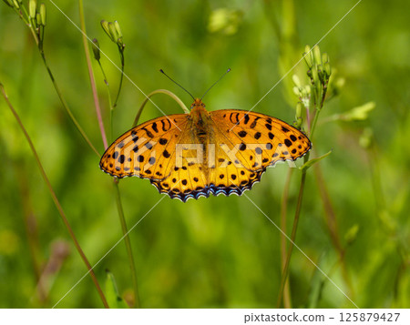 A male swallowtail butterfly resting on grass 125879427