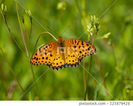 A male swallowtail butterfly resting on grass A male swallowtail butterfly resting on grass 125879428