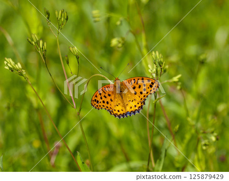 A male swallowtail butterfly resting on grass A male swallowtail butterfly resting on grass 125879429