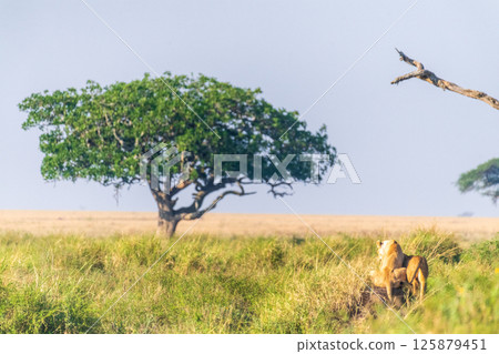 Two female lions in the Serengeti Two female lions in the Serengeti 125879451