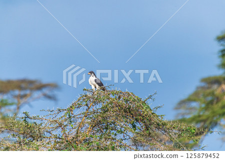 Augur Buzzard in Lake Nakuru 125879452