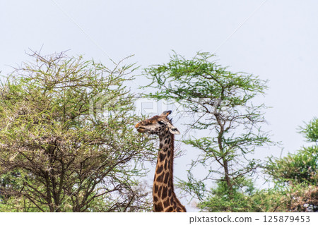 Masai Giraffe in the Serengeti Masai Giraffe in the Serengeti 125879453