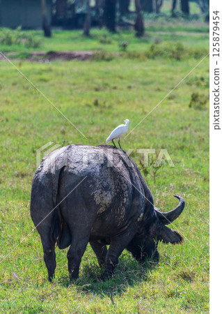 Buffalos in Lake Nakuru National park 125879454