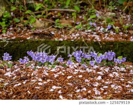 Viola tachibatsubos blooming beside a mountain path Viola tachibatsubos blooming beside a mountain path 125879519