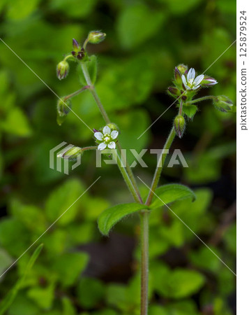 Mice-ear chick flowers 125879524