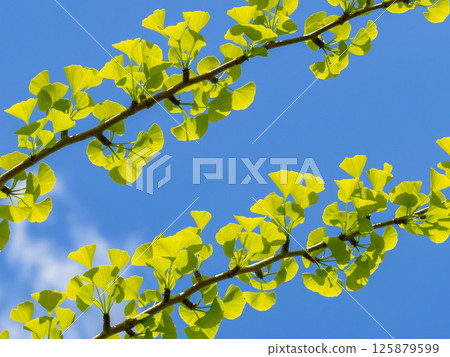 Young leaves of ginkgo biloba Young leaves of ginkgo biloba 125879599