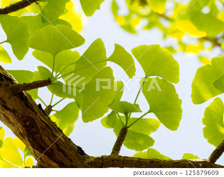 Young leaves of ginkgo biloba 125879609