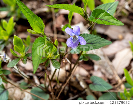 Viola longiflora blooming on the side of the road 125879622