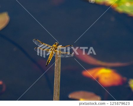 四斑金龜子棲息在池塘的枯草上 125879623