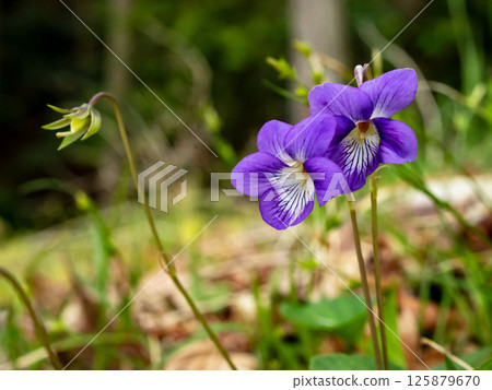 Viola obtusa flower 125879670