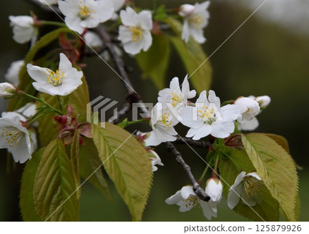 世界上唯一的櫻花，深山霞櫻花（山形市野花園） 125879926