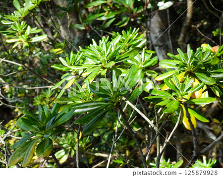 春天的綠意盎然，嫩葉在陽光下茁壯成長 125879928