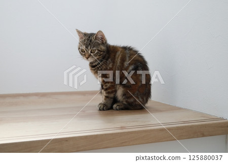 A cat thinking about something A cat thinking about something 125880037