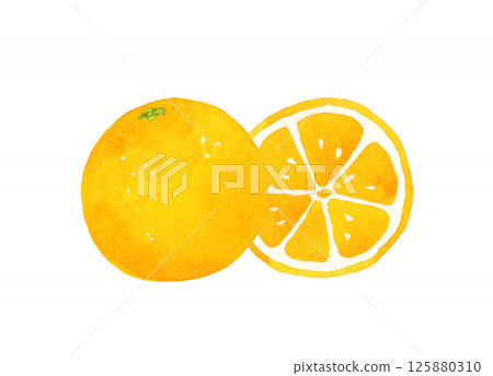 Orange fruit cut in half Hand-drawn watercolor illustration of fruit Orange fruit cut in half Hand-drawn watercolor illustration of fruit 125880310