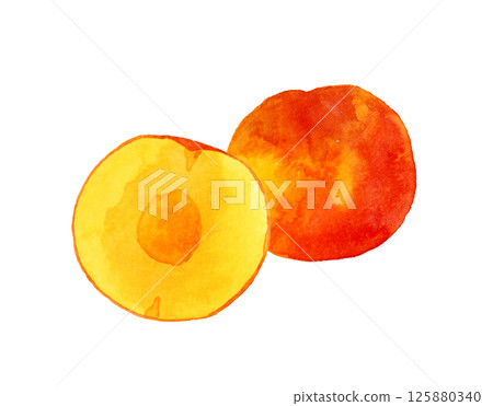 Plums (plums, prunes) cut in half - hand-drawn watercolor illustration of fruits 125880340