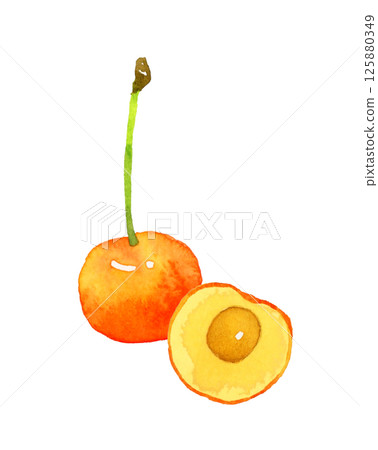 Cherries cut in half - Hand-drawn watercolor illustration of fruit 125880349