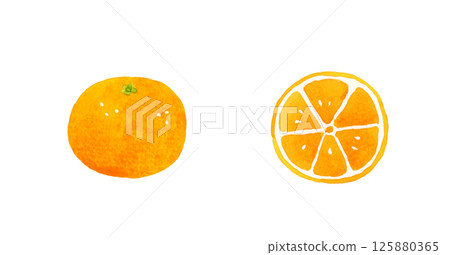 Mandarin oranges cut in half - hand-drawn watercolor illustration of fruit 125880365