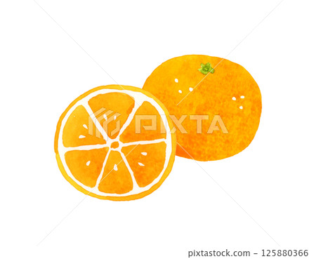 Mandarin oranges cut in half - hand-drawn watercolor illustration of fruit 125880366