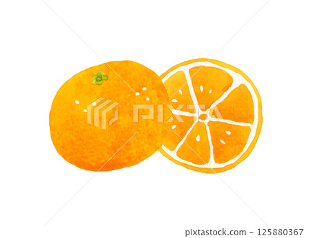 Mandarin oranges cut in half - hand-drawn watercolor illustration of fruit 125880367
