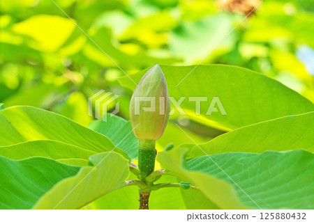 Magnolia buds (spring, May) 125880432