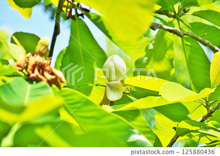 Magnolia buds about to bloom (spring, May) 125880436