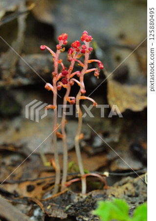 Takakumasou 125880495