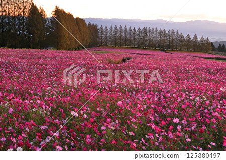 清晨的生駒高原 125880497