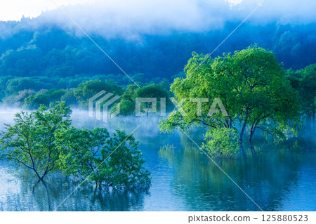 白川湖被淹沒的森林 125880523