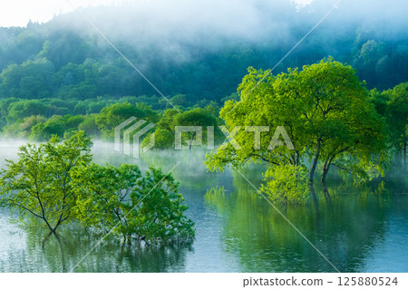 白川湖被淹沒的森林 125880524