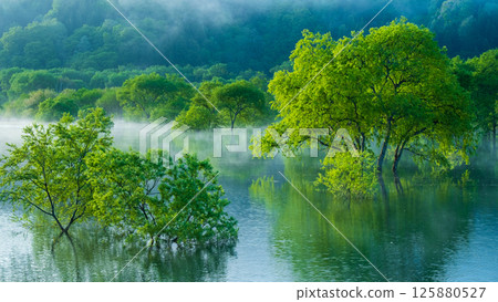 Submerged forest of Shirakawa lake 125880527
