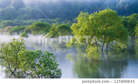 白川湖被淹沒的森林 125880635