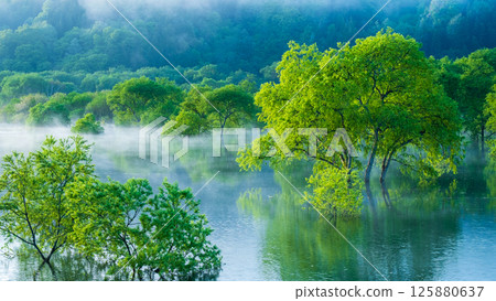 白川湖被淹沒的森林 125880637