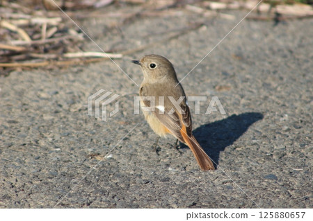 Daurian redstart, beautiful silhouette 125880657