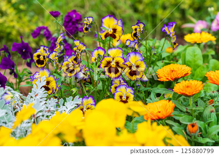 春天的中提琴花壇 125880799