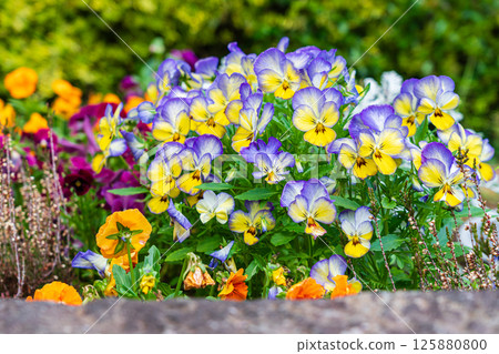 春天的中提琴花壇 125880800