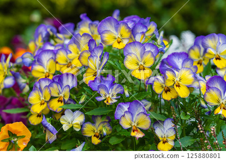 春天的中提琴花壇 125880801