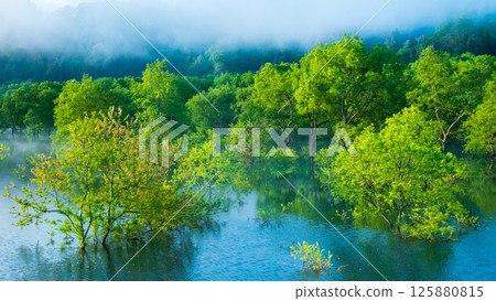 Submerged forest of Shirakawa lake 125880815