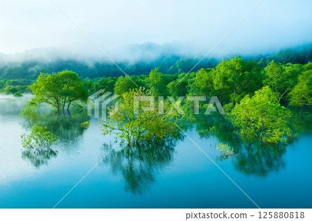 白川湖被淹沒的森林 125880818