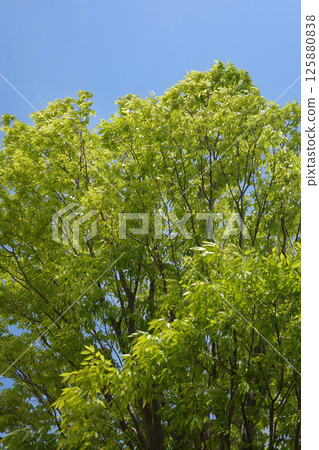 清新的綠色和藍天 清新的綠色和藍天 125880838