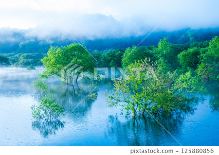 Submerged forest of Shirakawa lake 125880856