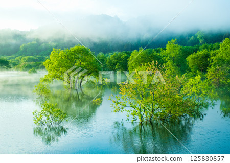 Submerged forest of Shirakawa lake 125880857