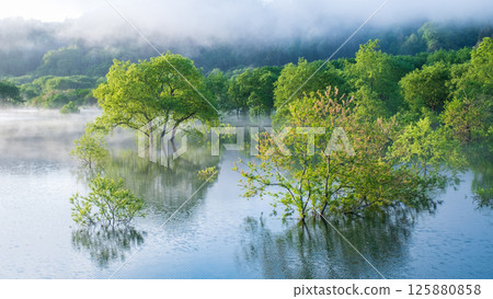 Submerged forest of Shirakawa lake Submerged forest of Shirakawa lake 125880858