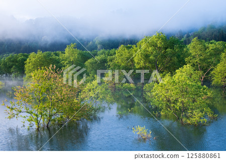 白川湖被淹沒的森林 125880861