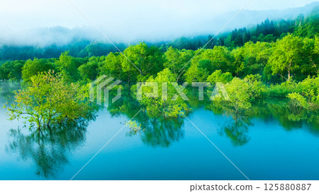 Submerged forest of Shirakawa lake 125880887
