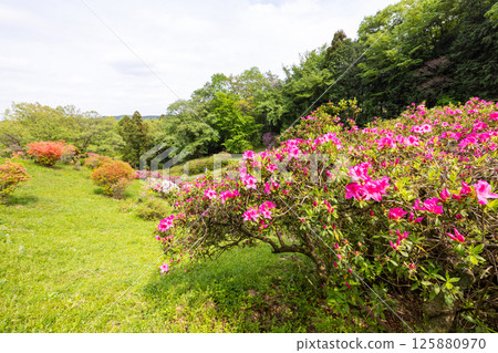 Godaisontsutsuji公園的猶豫 Godaisontsutsuji公園的猶豫 125880970