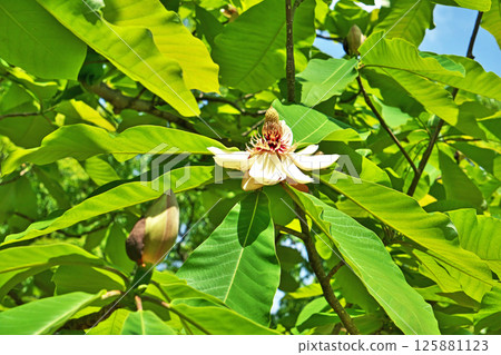 白玉蘭花（春季，五月） 125881123