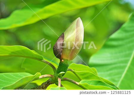 木蘭芽（春季，五月） 125881125